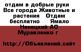 отдам в добрые руки - Все города Животные и растения » Отдам бесплатно   . Ямало-Ненецкий АО,Муравленко г.